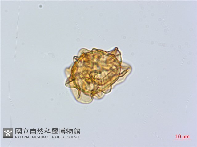 大葉貫眾蕨藏品圖，第2張