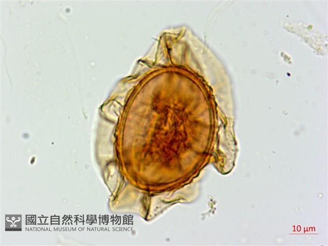 密腺蹄蓋蕨藏品圖，第2張