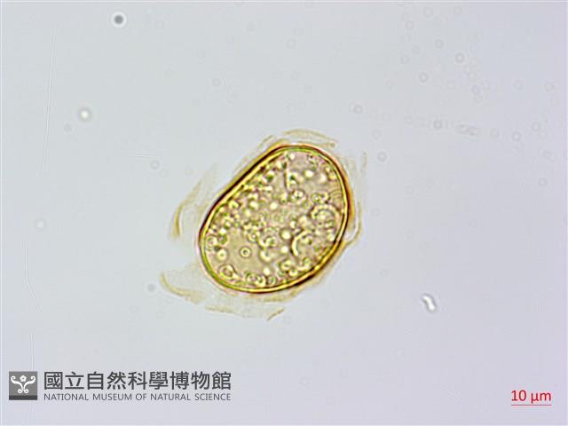 烏毛蕨藏品圖，第2張