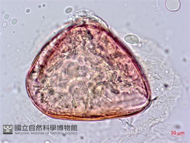 東方狗脊蕨藏品圖，第3張