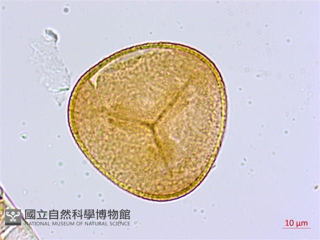 毛葉鐵線蕨藏品圖，第2張