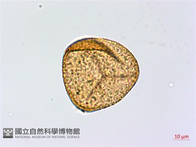 Accession Number:P003390 Collection Image, Figure 3, Total 8 Figures