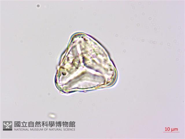 燕尾蕨藏品圖，第3張