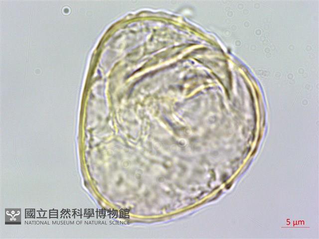 稀子蕨藏品圖，第2張