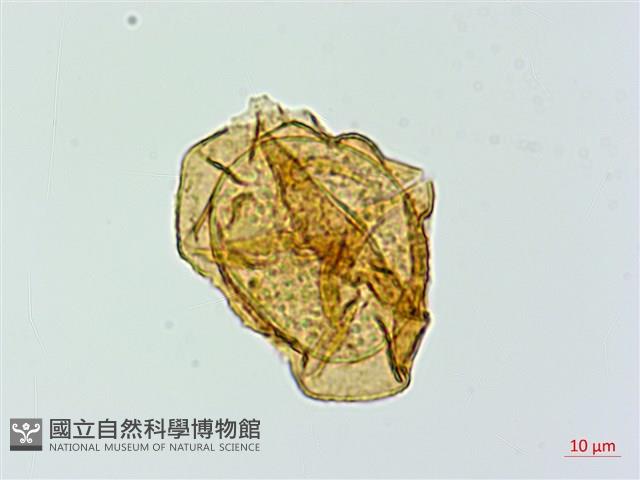 登錄號:P020030藏品圖，第2張