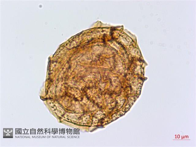 銀杏葉鐵角蕨藏品圖，第2張
