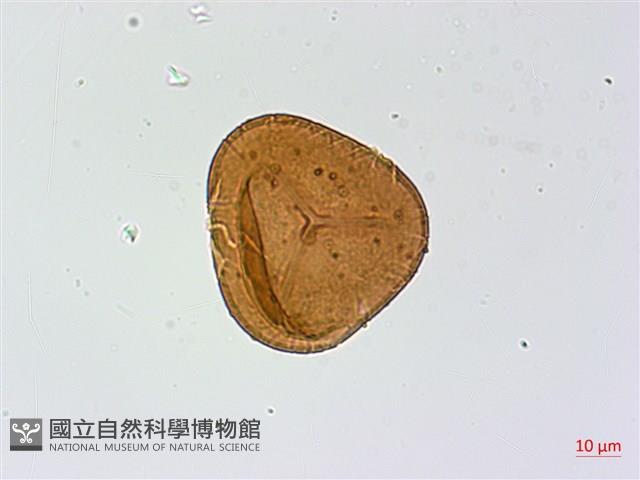 華北粉背蕨藏品圖，第3張