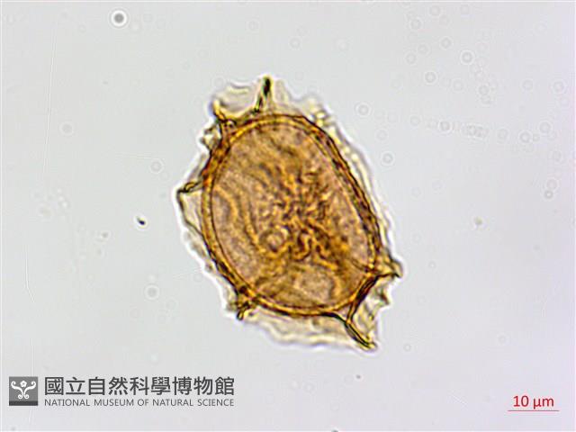 南海鐵角蕨藏品圖，第3張