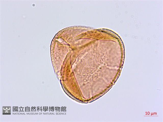 扇葉鐵線蕨藏品圖，第2張
