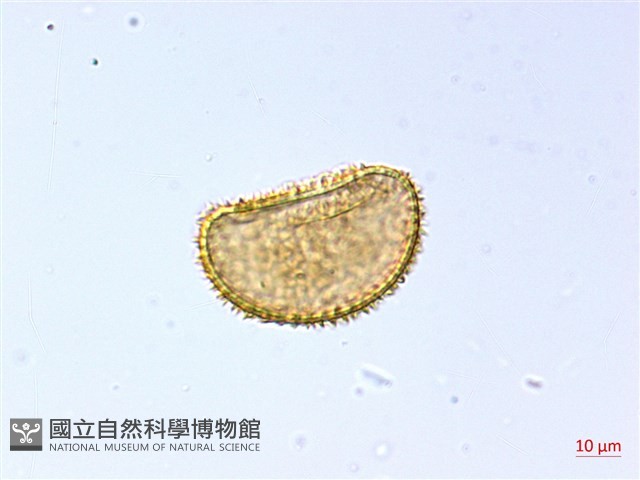 琉球雙蓋蕨藏品圖，第3張