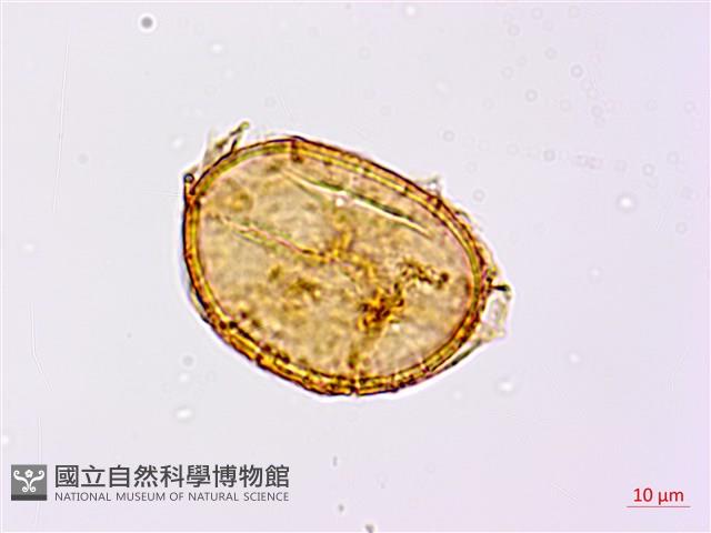 崇澍蕨藏品圖，第3張