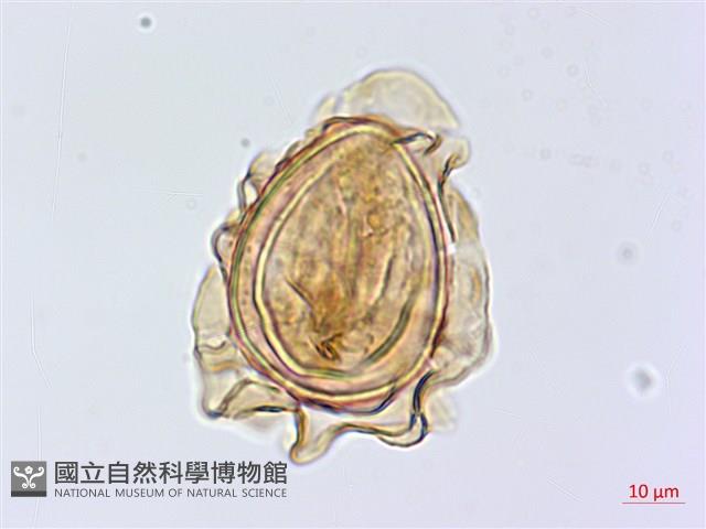 廣葉深山雙蓋蕨藏品圖，第2張