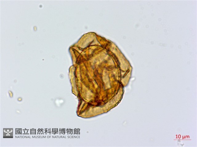 細葉複葉耳蕨藏品圖，第3張