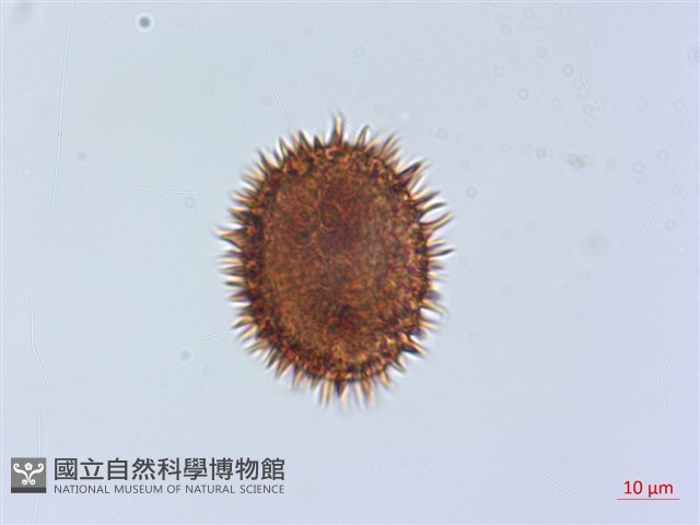 頂囊肋毛蕨藏品圖，第3張