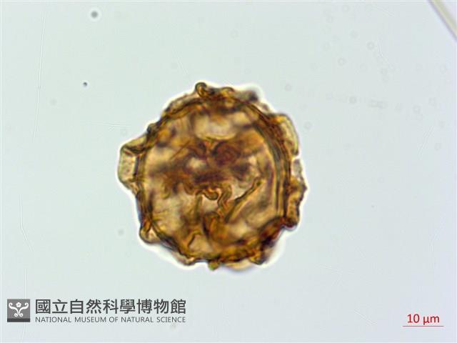 登錄號:P019440藏品圖，第2張