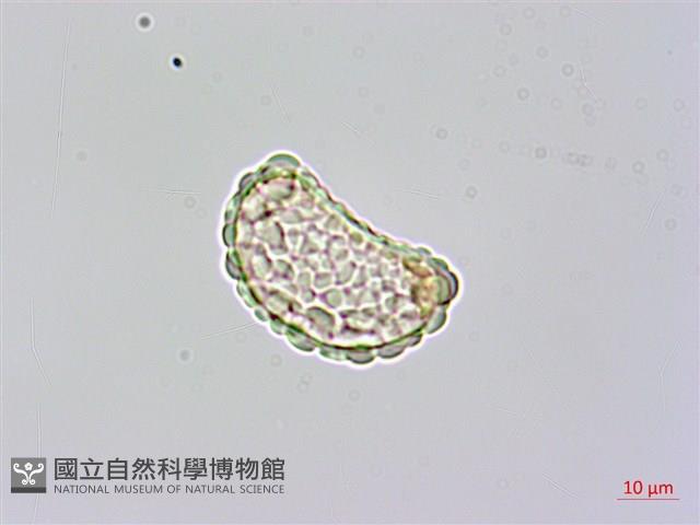 台灣小膜蓋蕨藏品圖，第3張