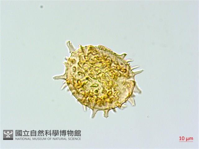 單葉雙蓋蕨藏品圖，第3張