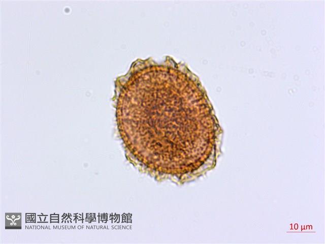 相似鐵角蕨藏品圖，第3張