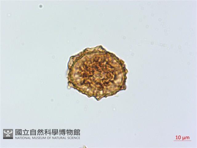 鐵角蕨藏品圖，第3張