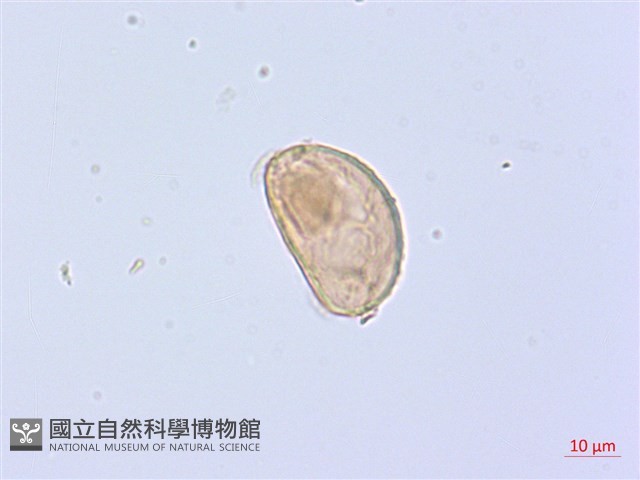 廣葉鋸齒雙蓋蕨藏品圖，第2張