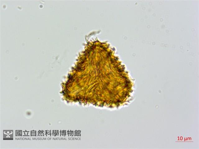 登錄號:P010021藏品圖，第3張