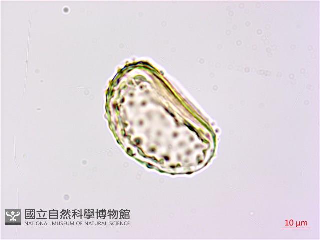 登錄號:P020521藏品圖，第2張