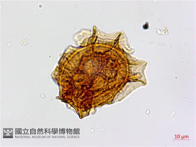 劍葉鐵角蕨、箭葉鐵角蕨藏品圖，第2張