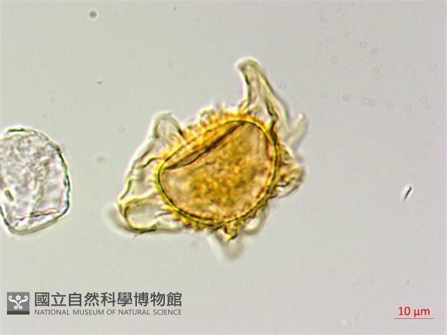 蛇脈三叉蕨藏品圖，第3張