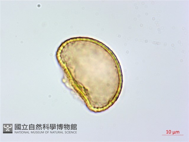 修株蹄蓋蕨藏品圖，第3張