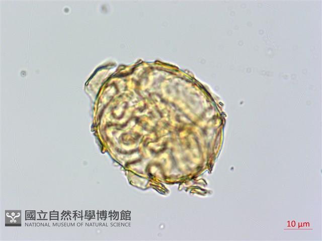 愛德氏肋毛蕨藏品圖，第3張