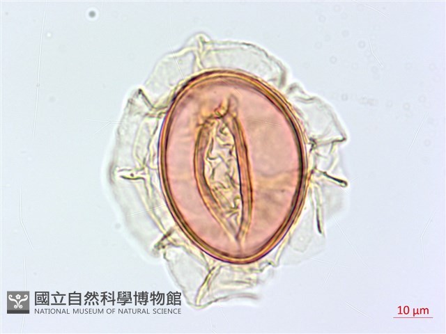 隱脈細柄雙蓋蕨藏品圖，第3張