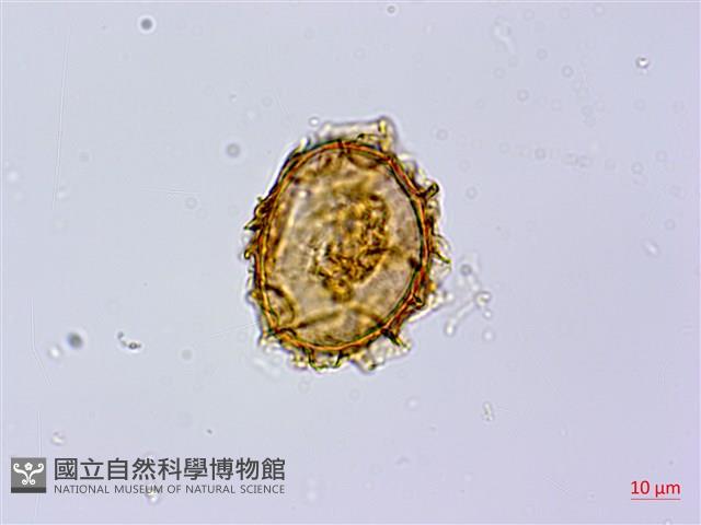 岩蕨藏品圖，第2張