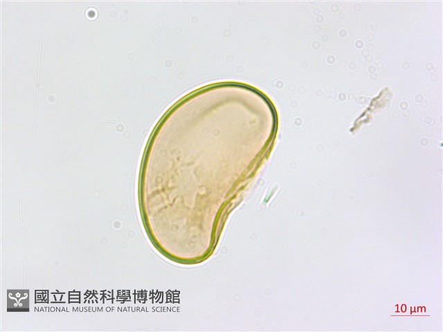 裂葉鐵角蕨藏品圖，第3張