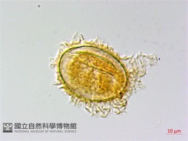 南投三叉蕨藏品圖，第3張