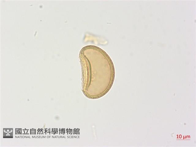 姬蹄蓋蕨藏品圖，第3張