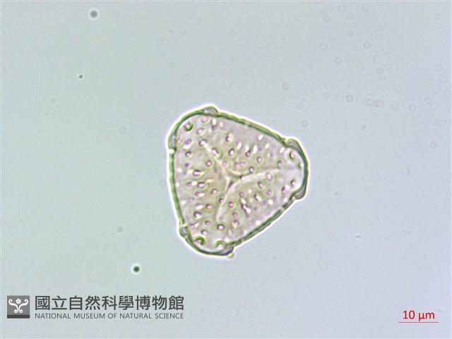 相馬氏石杉藏品圖，第3張