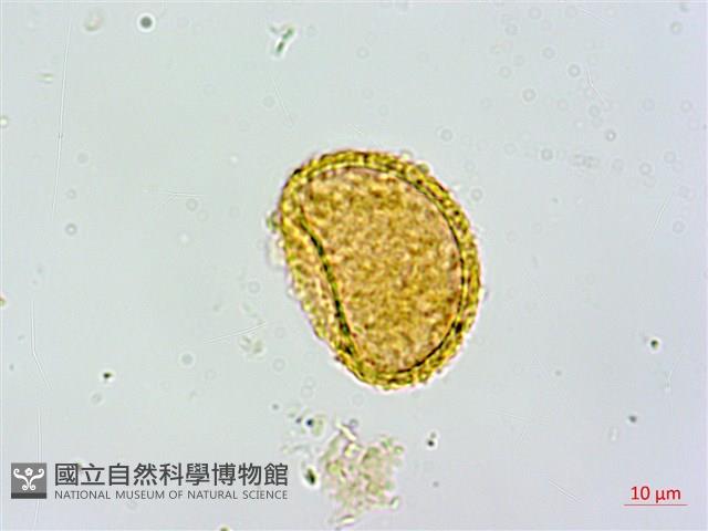 姬蹄蓋蕨藏品圖，第2張