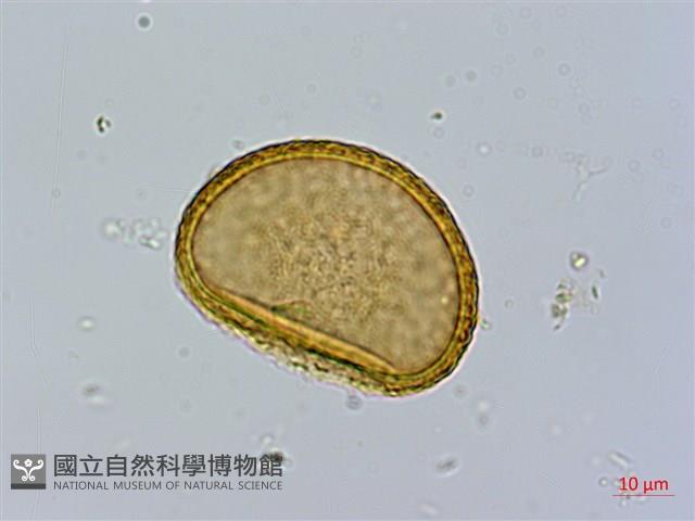 毛翼蹄蓋蕨藏品圖，第3張