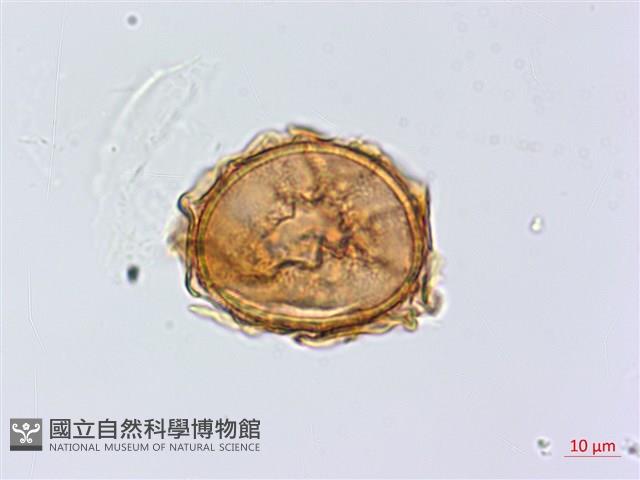 北京鐵角蕨藏品圖，第2張