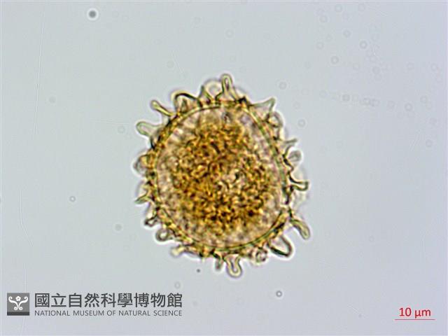 毛軸假蹄蓋蕨藏品圖，第3張