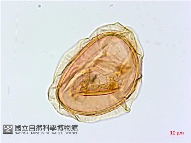 隱脈細柄雙蓋蕨藏品圖，第3張