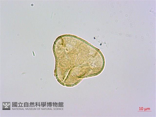 司氏碗蕨藏品圖，第3張