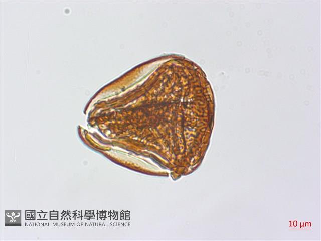 粉葉蕨藏品圖，第3張