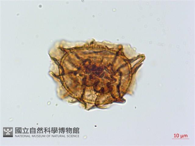 綠柄鐵角蕨藏品圖，第2張