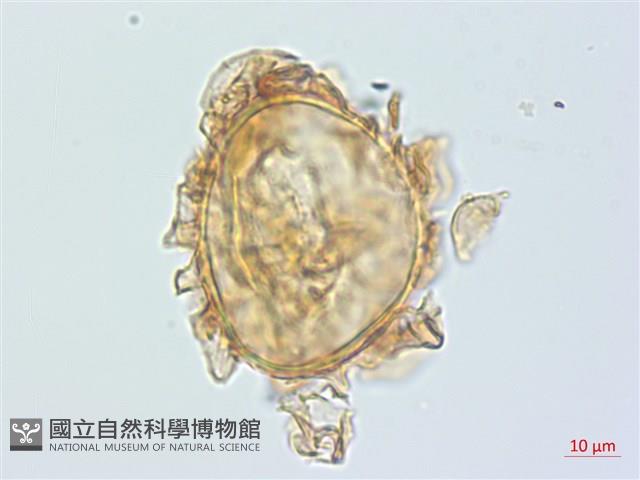 牧野氏對囊蕨藏品圖，第2張