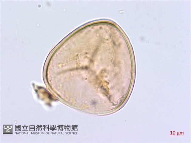 鹵蕨藏品圖，第2張