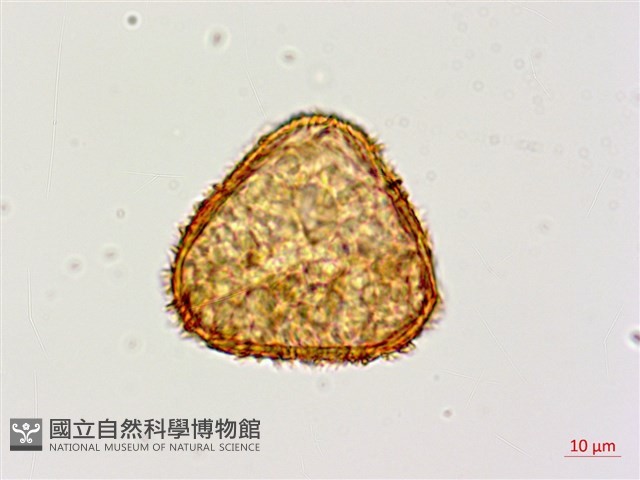 黑桫蕨藏品圖，第4張