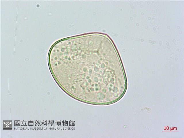 羽葉鱗蓋蕨藏品圖，第3張