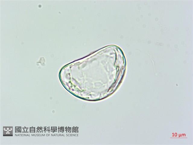 雙扇蕨藏品圖，第3張