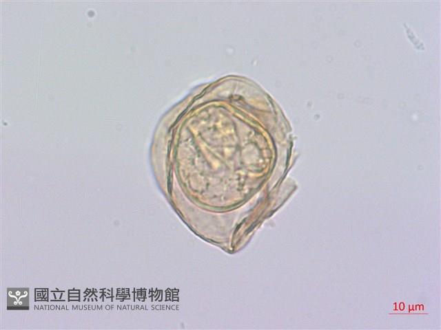 細鱗雙蓋蕨、褐鱗雙蓋蕨藏品圖，第2張